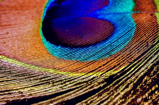 Peacock Feather Macro