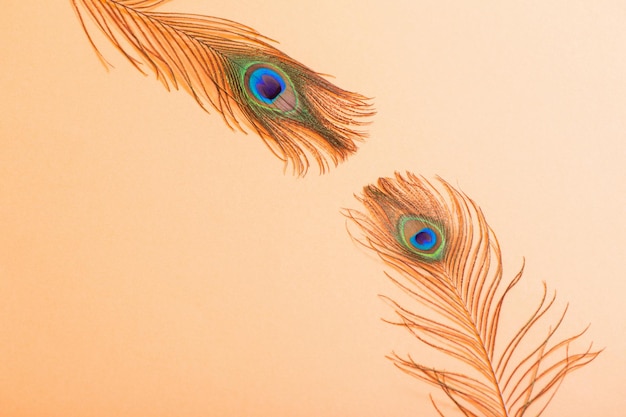 Peacock feather on pastel color paper background background
