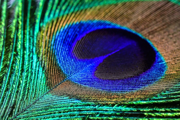 Peacock feather texture background