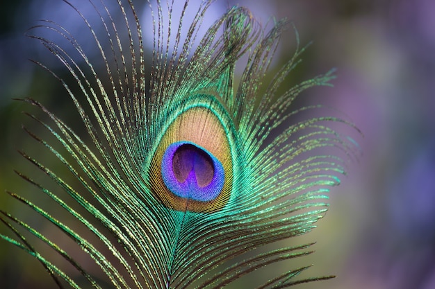 Peacock Feather