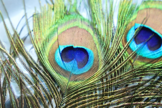 peacock feathers on foil background