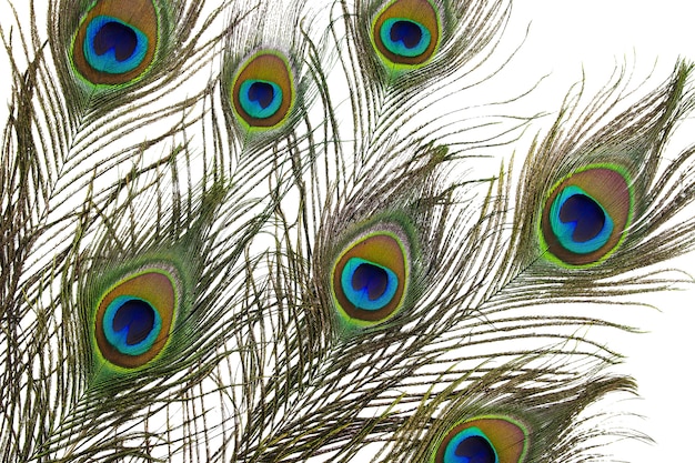 peacock feathers on a white for background