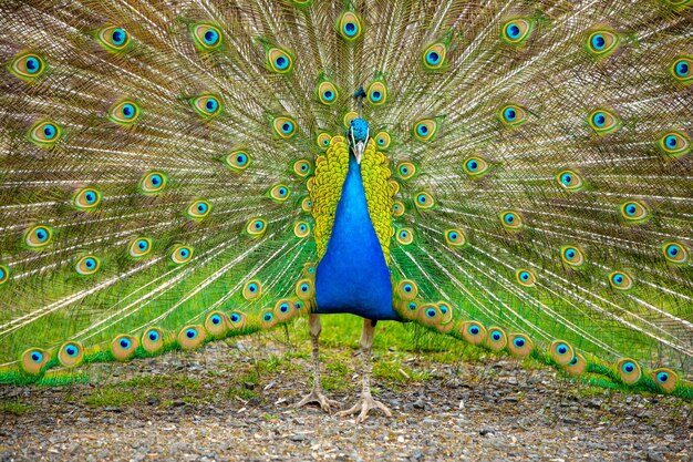 Peacock feathers