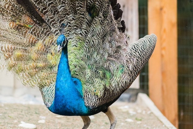 Peacock in the field in the light of day