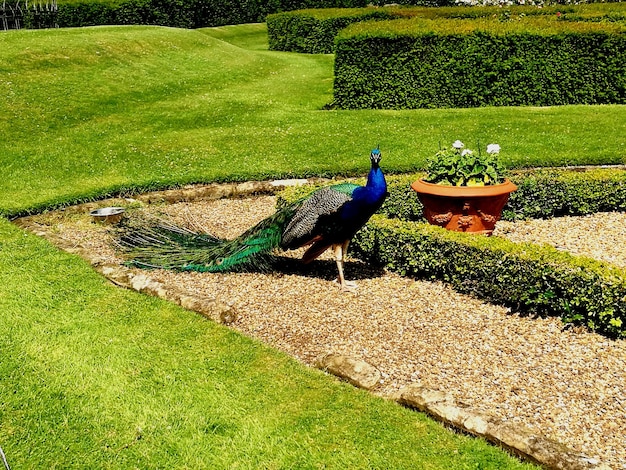 Foto il pavone sul campo al parco.