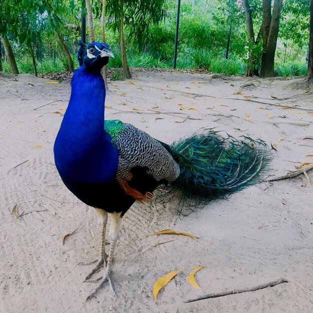 Peacock in a field