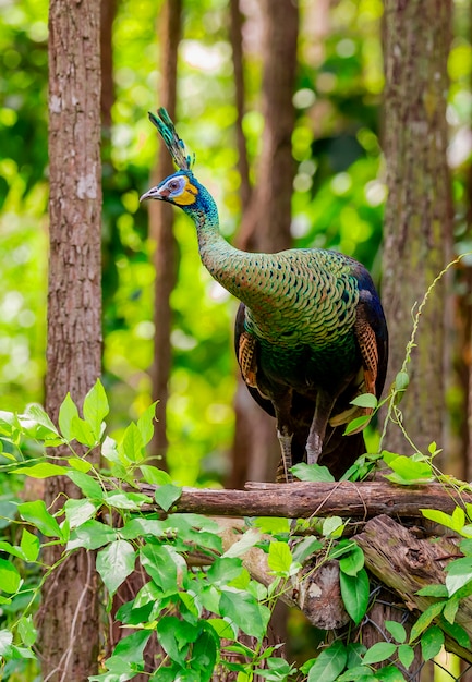 Peacock on the forest 