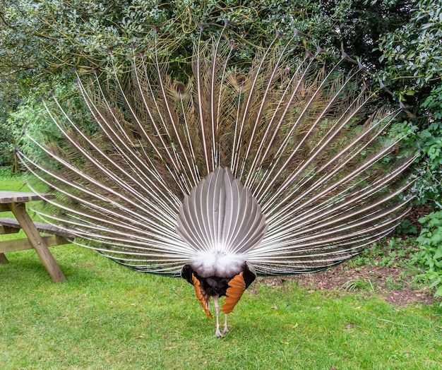 Photo peacock from behind showing its feathers