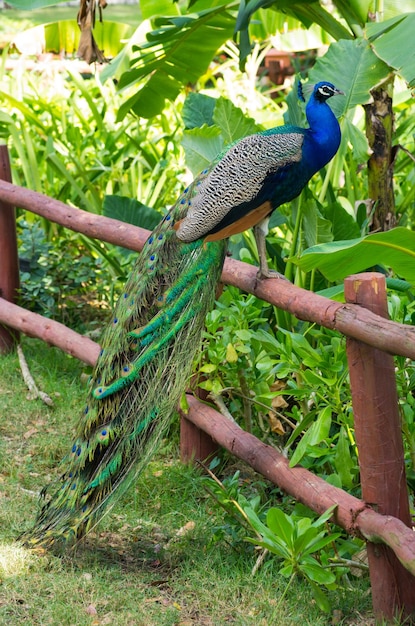 Peacock on a green background
