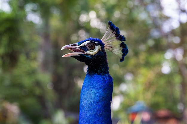 Peacock head close up. Malaysia