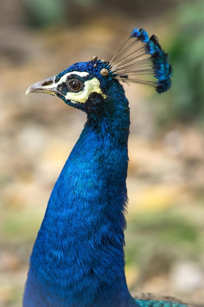 Peacock head close up