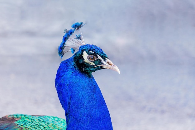 Peacock head in profile closeup with blured background