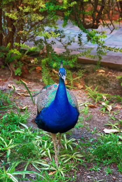 Peacock in de tuin van Royal Alcazar Place in Sevilla, Andalusië, Spanje.