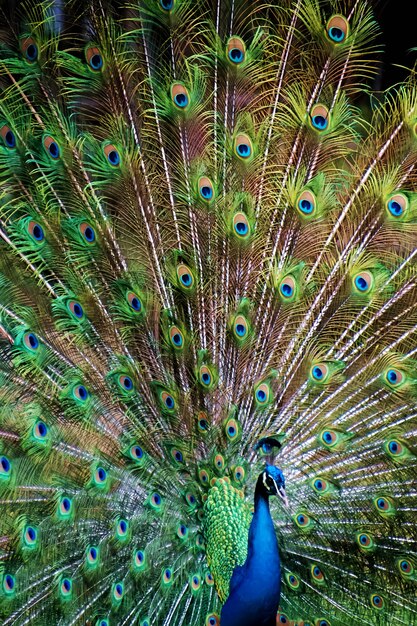 Photo a peacock is displaying his feathers feathers out in a pattern