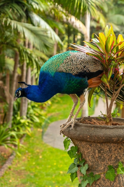 A peacock is standing on a plant in a garden