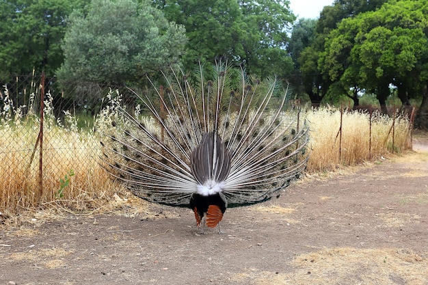 Peacock sull'isola di rodi