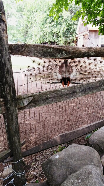 Peacock at the kimball farm