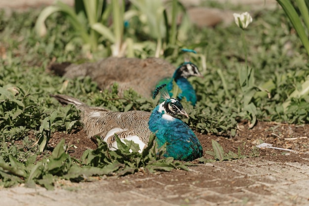 A peacock lies on the grass at noon