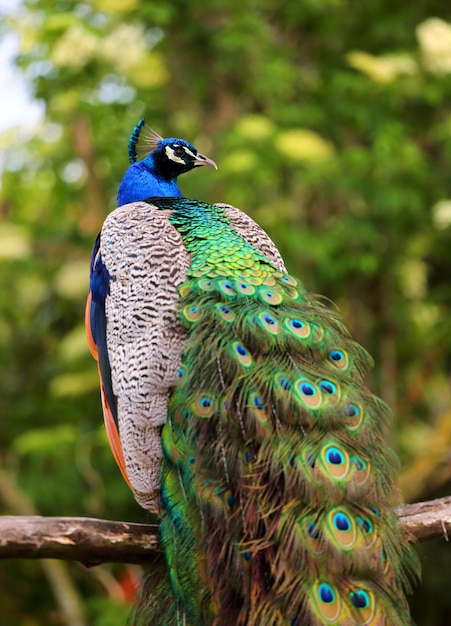 Peacock male bird sitting
