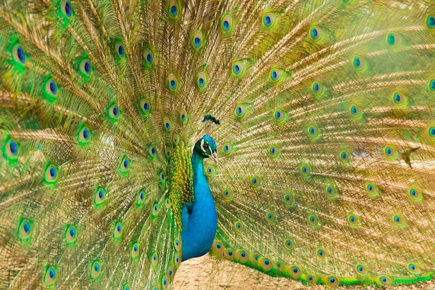 Peacock- male peafowl with open tail. Side view.