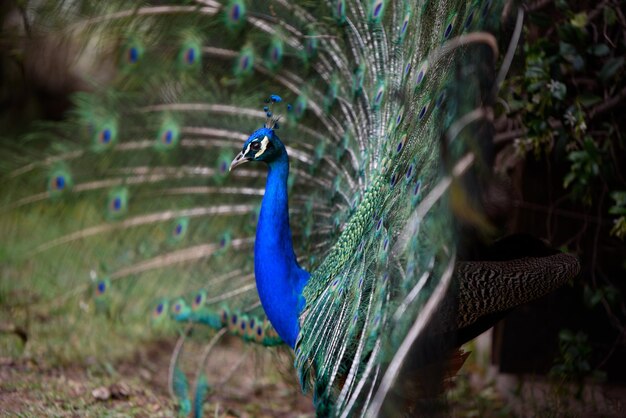 写真 野原のオオカミ