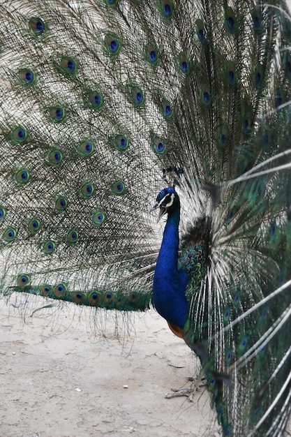 Photo peacock opened its blue tail like a fanfield with two wooden barns