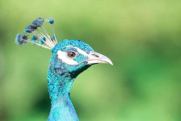Peacock particular looking