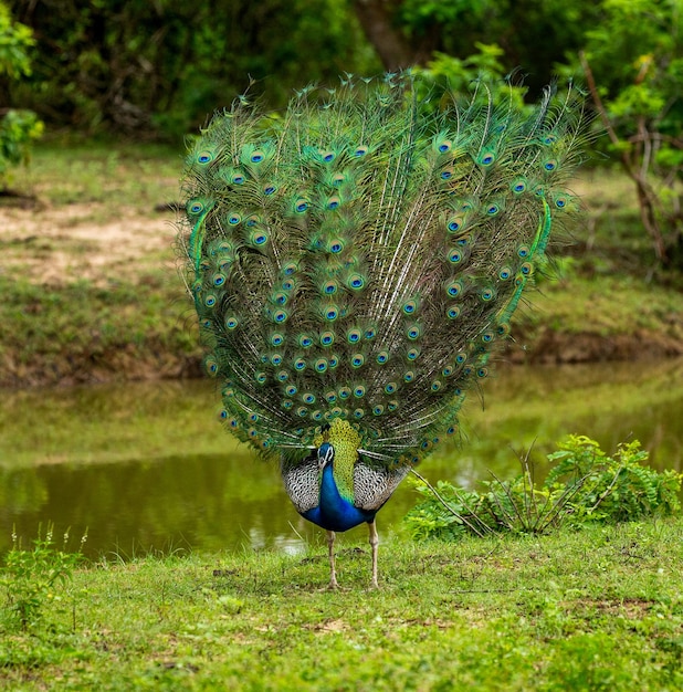 Фото Павлин pavo cristatus в национальном парке яла, шри-ланка