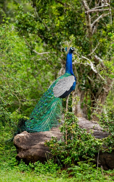 写真 孔雀くじゃく座町は、スリランカのヤラ国立公園の石の上に座っています。