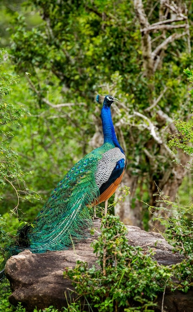 写真 孔雀くじゃく座町は、スリランカのヤラ国立公園の石の上に座っています。