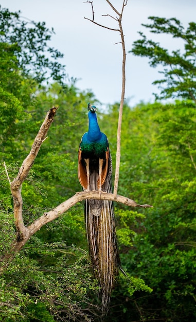 Фото Павлин pavo cristatus сидит на дереве в национальном парке яла, шри-ланка.