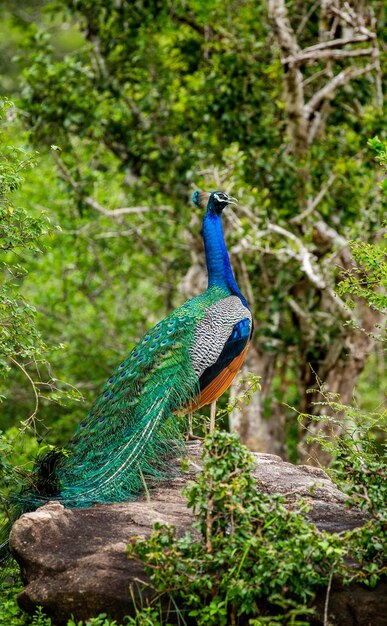 Peacock Pavo cristatus is sitting on a stone Sri Lanka Yala National park