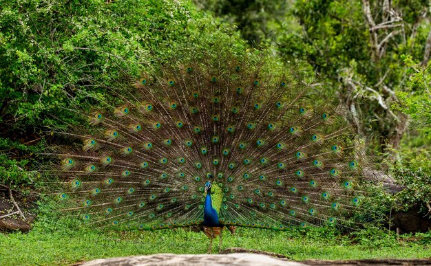 Foto peacock pavo cristatus met een gespreide staart staat op een steen op de achtergrond van de jungle sri lanka yala national park