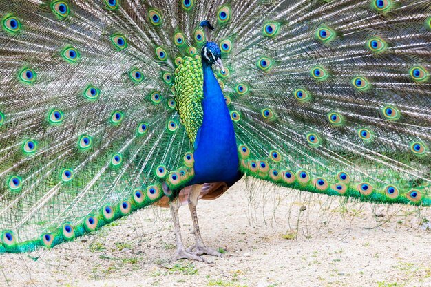 Peacock portrait Beautiful colourful peackock feather