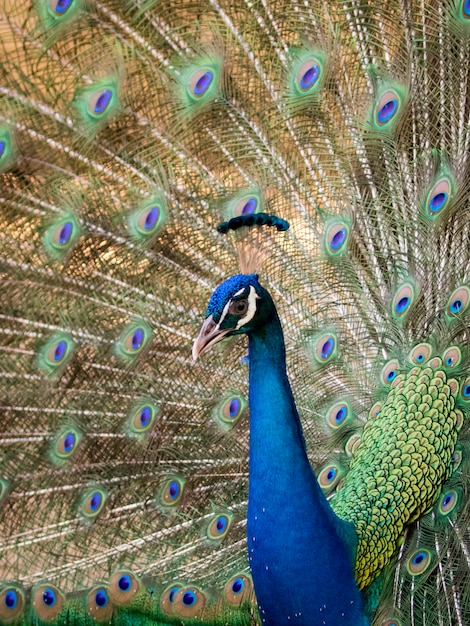  peacock showing its beautiful feathers. wild animals.