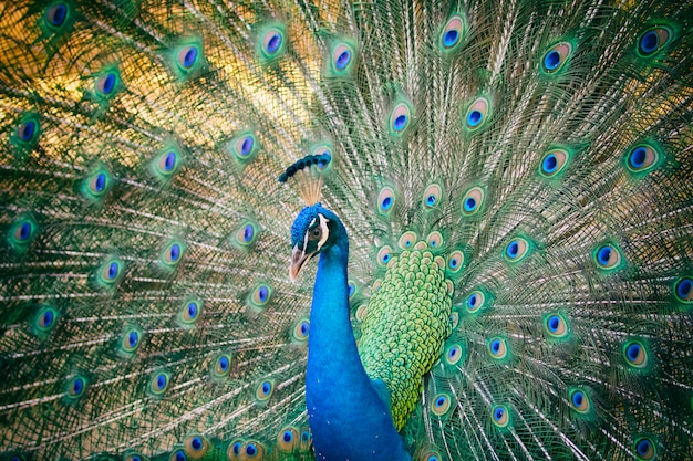 Peacock showing its beautiful feathers