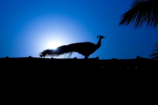 Peacock Silhouette staat op het dak met blauwe achtergrondverlichting