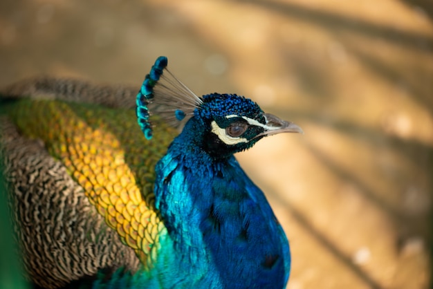 Peacock sitting and posing for tourists.