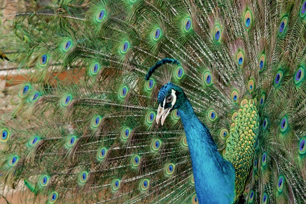 Peacock to spread his tail, showing its feathers. Close up portrait of peacock