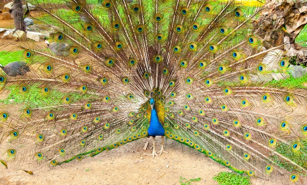 The peacock spread its feathers