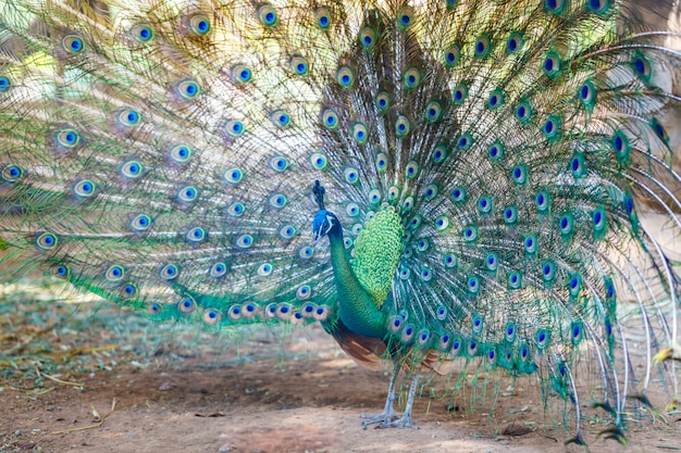 Peacock spread tail-feathers