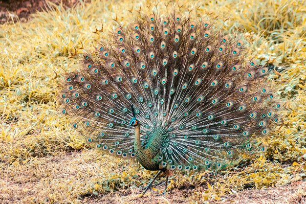 The peacock spreads its tail