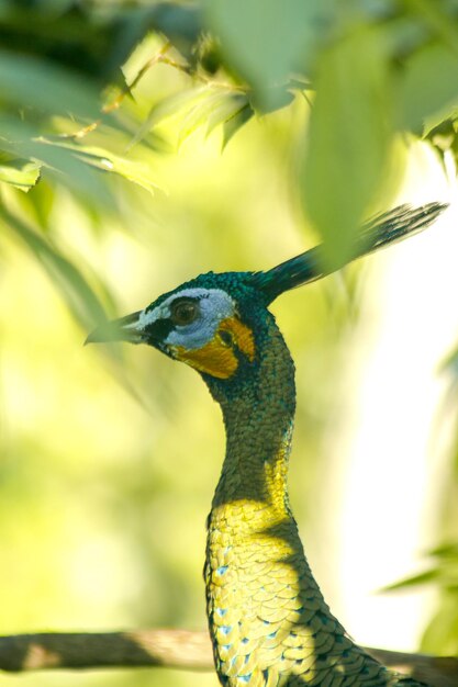 写真 木の上に立っているオオカミ