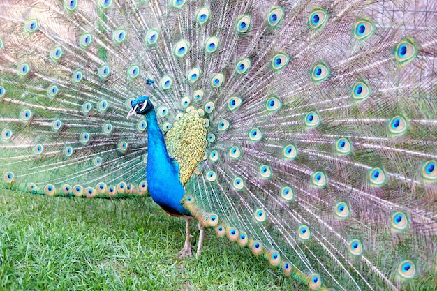 Peacock swelled its tail