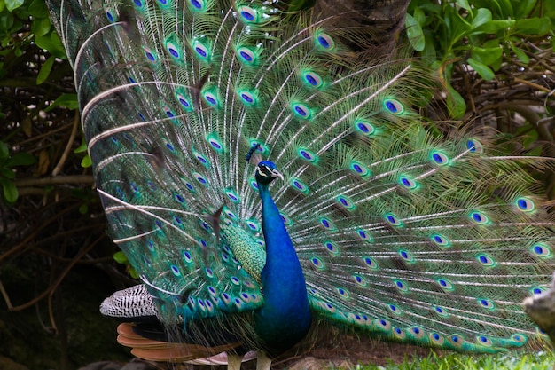 Peacock in tropical climate.