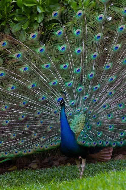 Peacock in tropical climate.