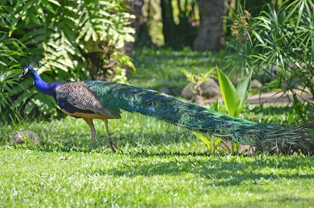 Peacock in a tropical park on a green grass meadow.