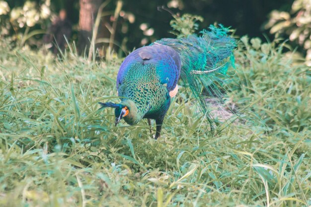 写真 草の中を歩くオオカミ