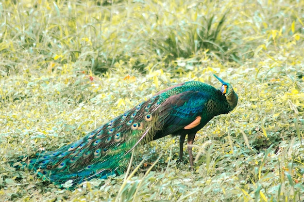 写真 草の中を歩くオオカミ