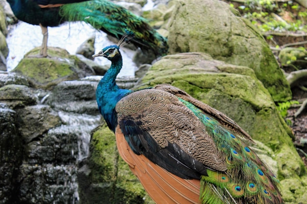 Foto un pavone con bellissimi colori di piume